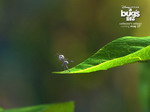 Luizenleven (A bug's life)