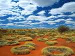 Old Spinifex Rings, Little Sandy Desert
