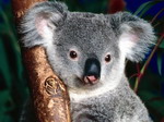 Koala beer