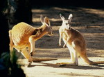 Twee kangaroes