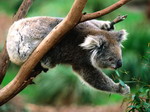 Koala eet bladeren