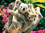 Koala met baby