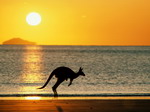 Kangaroe