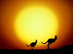 Springende kangaroes