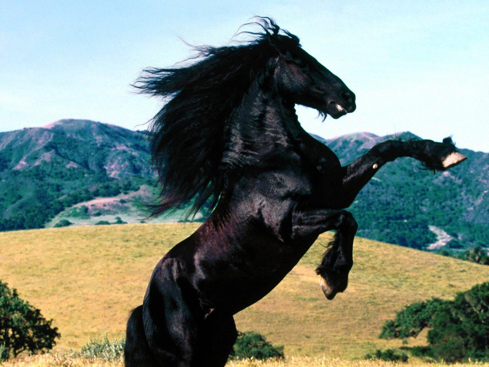 Wallpaper - Paarden