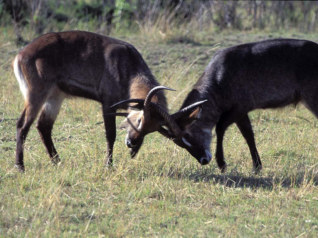 wild_14.jpg
