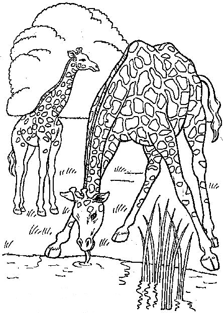 Kids n fun   Kleurplaat Giraffe Giraffe