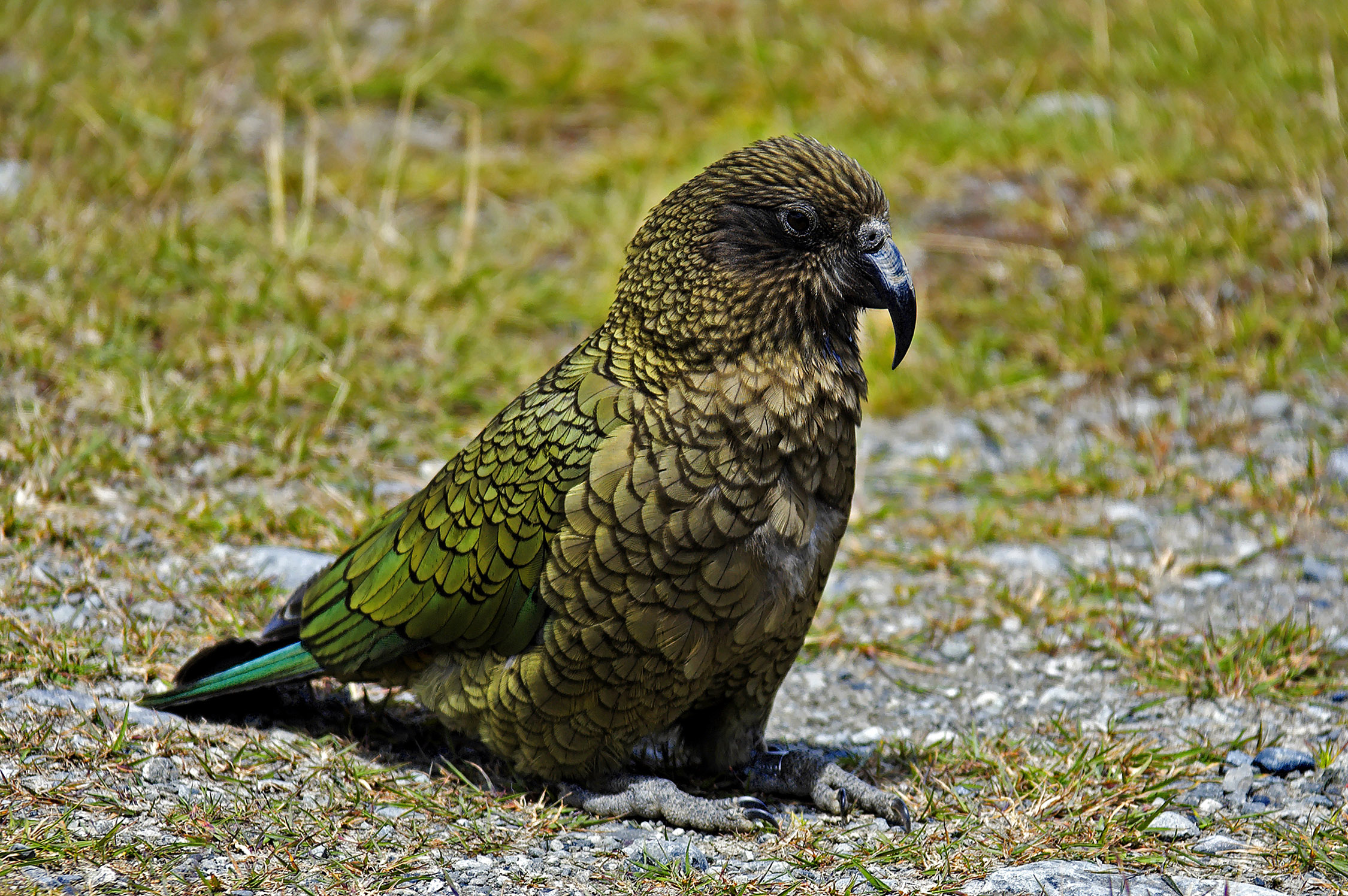 Kea / Papegaaien / Vogels / Dierenbieb / Dieren Plusklasannaenthijmen.jouwweb.nl